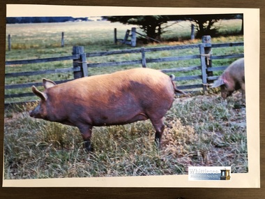 Photocopy of photograph, Tamworth pig, unknown