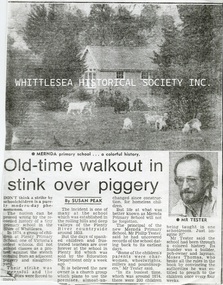 Newspaper - Newspaper Clipping, Copy, Old-time walkout in stink over piggery, c.1976