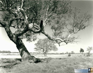 Photograph, Evan Meades, Mill Park, red gum tree, Sep 1988