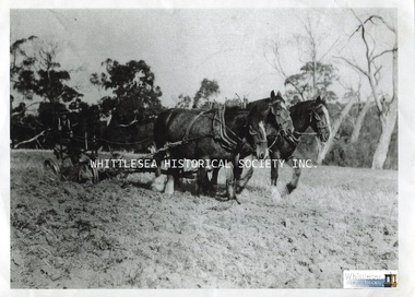 Photograph, Jeff Sole, Mr. Sole ploughing at South Morang