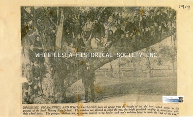 Photograph, Children up a tree at South Morang, c.1919