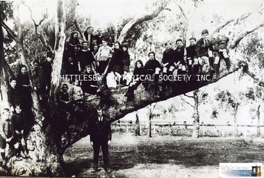 Photograph, Children up a tree at South Morang, c.1910-1919