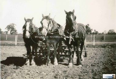 Photograph, Ploughing at Kelsey