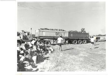 Photograph, Operation Firewood, c1966