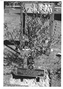Photograph, Planting Olive Tree at Shrine 1973, 1973