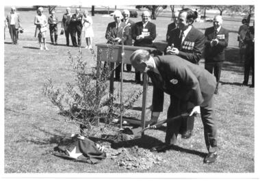 Photograph, Planting Olive Tree at Shrine 1973, 1973