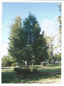 Photograph - Photo, tree planting, Legacy Lone Pines, 2008