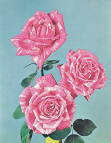 Article, Legacy Roses