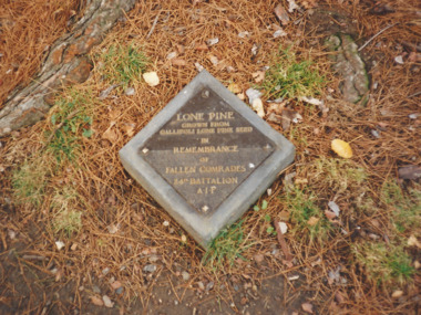Photograph, Tree Plaques, 1988