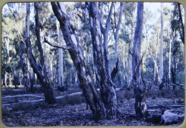 Slide, Operation Firewood - Red Gum Forest, Murray River, 1960s