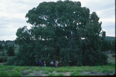 Photograph, 1979 Wyperfeld Old Be-al River Red Gum Tree, 1979