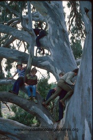 Photograph, 1979 - Wyperfeld National Park - Mordialloc-Chelsea High School students exploring Old Be-al historic River Red Gum, 1979