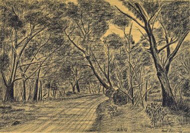 Work on paper - Charcoal on Cartridge, Noel Bonney, Bush Track - Shea Oaks