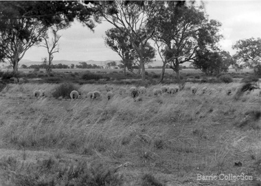 Photograph, Ferris Road Landscape, Unknown