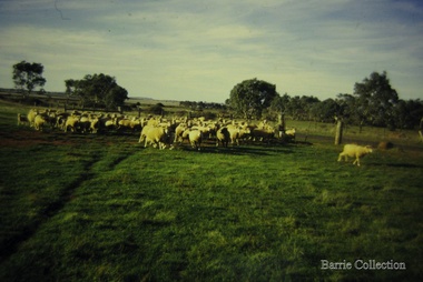 Photograph, Sheep, 1963