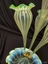 Bell shaped glass vase flute with scalloped edges . Green with white stripes slightly clouded