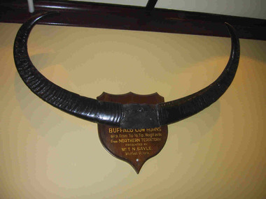 Trophy, buffalo horns, "Buffalo Cow Horns"