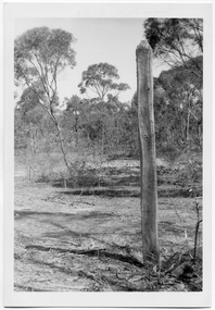Photograph of old timber post in Tarnagulla, c.1960s