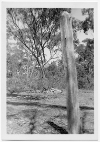 Photograph of old timber post in Tarnagulla, c.1960s