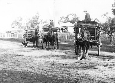Photograph of three wagons loaded with logs, Three wagons loaded with logs, early 20th Century (original image)