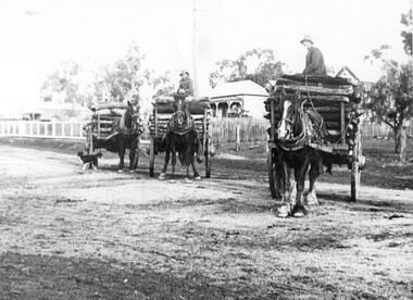 Photograph of three wagons loaded with logs, Three wagons loaded with logs, early 20th Century (original image)
