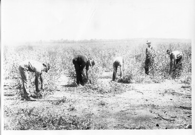 Photograph of Eucalyptus harvesters, Eucalyptus harvesters, circa 1890-1920