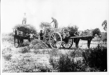Photograph of Eucalyptus harvesters with wagons, Eucalyptus harvesters with wagons, circa 1890-1920
