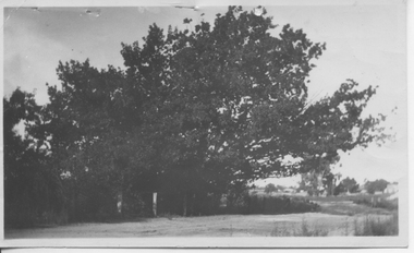 Photograph: Oak Tree, Llanelly, 1922