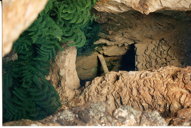 Photograph: Jim Crow Reef open cutting with tree fern, c1995