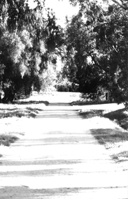 Photograph: View down lane (Sandy Creek Lane?), Tarnagulla