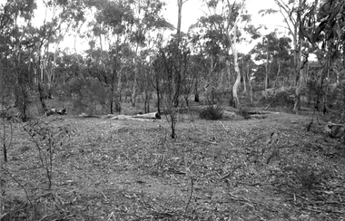 Photograph: Bushland on mullock heaps in Tarnagulla