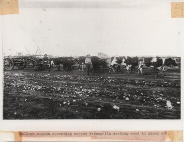 Photograph of Bullock Wagon in Tarnagulla district