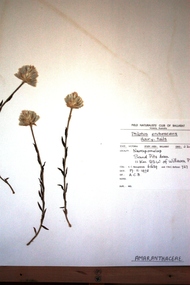 Plant specimen - Photograph, Amaranthaceae - Ptilatus grubescans - Hairy Tails