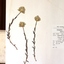 botanical speciman