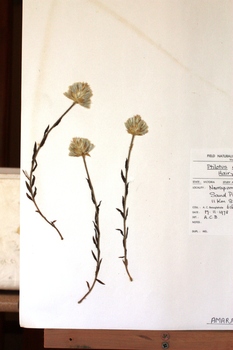botanical speciman