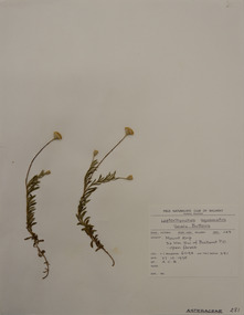 Plant specimen, Alexander Clifford Beauglehole, Leptorynchos squamatus (Labill.) Less, 27/10/1978