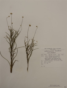 Plant specimen, Alexander Clifford Beauglehole, Leptorhynchos tenuifolius F.Muell, 22/11/1978