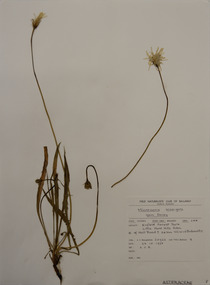 Plant specimen, Alexander Clifford Beauglehole, Microseris scapigera (G.Forst.) Sch.Bip, 23/10/1978