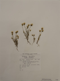 Plant specimen, Alexander Clifford Beauglehole, Millotia tenuifolia Cass, 26/10/1978