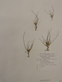 Plant specimen, Alexander Clifford Beauglehole, Myriocephalus rhizocephalus (DC.) Benth, 2/11/1978