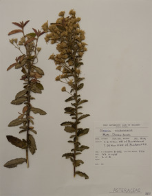 Plant specimen, Alexander Clifford Beauglehole, Olearia erubescens (Sieber ex Spreng.) Dippel, 23/11/1978