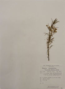 Plant specimen, Alexander Clifford Beauglehole, Olearia glandulosa (Labill.) Benth, 23/11/1978
