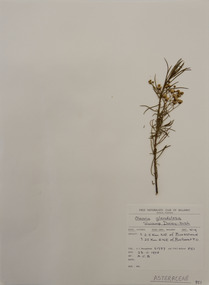 Plant specimen, Alexander Clifford Beauglehole, Olearia glandulosa (Labill.) Benth, 23/11/1978