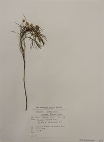 Plant specimen, Alexander Clifford Beauglehole, Olearia glandulosa (Labill.) Benth, 10/11/1978