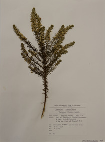 Plant specimen, Alexander Clifford Beauglehole, Olearia ramulosa (Labill.) Benth, 9/11/1978