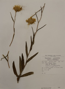 Plant specimen, Alexander Clifford Beauglehole, Podolepis jaceoides (Sims) Voss, 7/11/1978