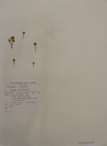 Plant specimen, Alexander Clifford Beauglehole, Siloxerus multiflorus Nees, 23/10/1978