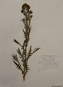 Plant specimen, Alexander Clifford Beauglehole, Senecio glomeratus Desf. ex Poir, 3/11/1978