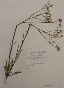Plant specimen, Alexander Clifford Beauglehole, Senecio hispidulus A.Rich, 4/11/1978