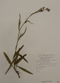 Alexander Clifford Beauglehole, Senecio hispidulus A.Rich, 23/10/1978